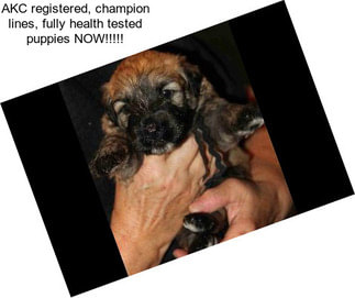 AKC registered, champion lines, fully health tested puppies NOW!!!!!
