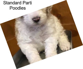 Standard Parti Poodles