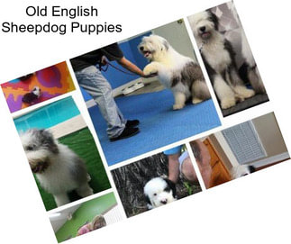 Old English Sheepdog Puppies