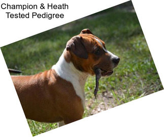 Champion & Heath Tested Pedigree