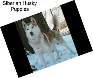 Siberian Husky Puppies