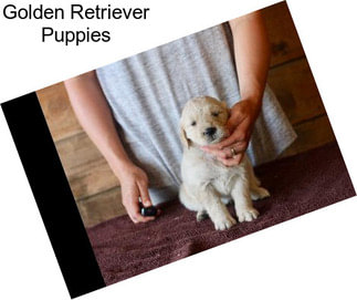 Golden Retriever Puppies