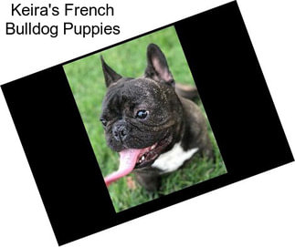 Keira\'s French Bulldog Puppies