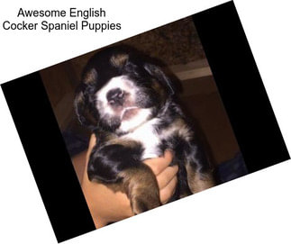 Awesome English Cocker Spaniel Puppies