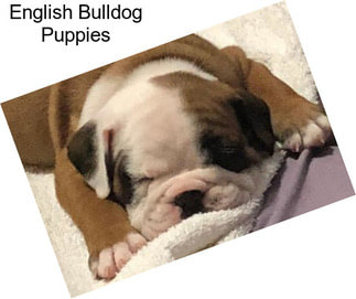 English Bulldog Puppies