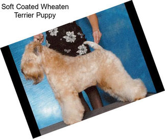 Soft Coated Wheaten Terrier Puppy