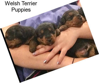 Welsh Terrier Puppies