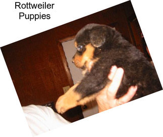 Rottweiler Puppies