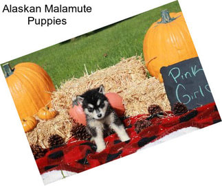 Alaskan Malamute Puppies