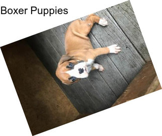 Boxer Puppies