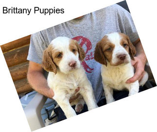 Brittany Puppies