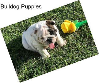 Bulldog Puppies