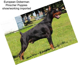 European Doberman Pinscher Puppies show/working imported