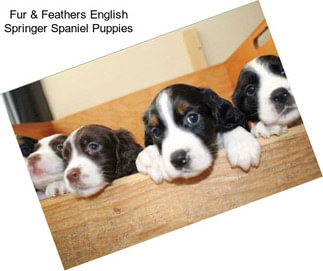 Fur & Feathers English Springer Spaniel Puppies