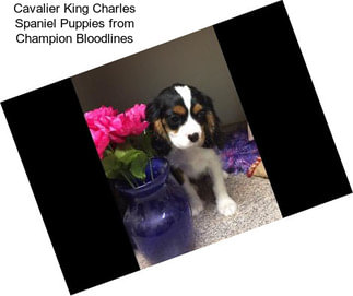 Cavalier King Charles Spaniel Puppies from Champion Bloodlines