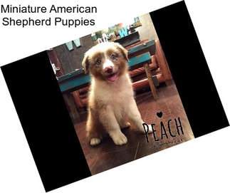 Miniature American Shepherd Puppies