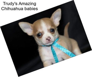 Trudy\'s Amazing Chihuahua babies