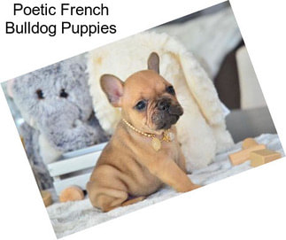 Poetic French Bulldog Puppies