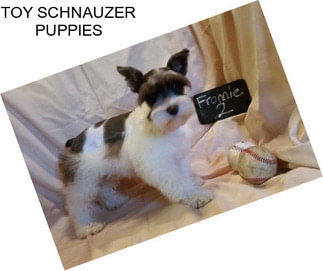 TOY SCHNAUZER PUPPIES