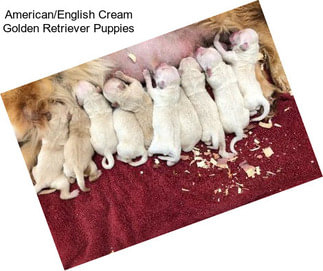 American/English Cream Golden Retriever Puppies