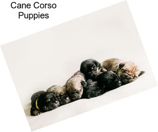 Cane Corso Puppies