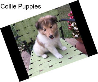 Collie Puppies