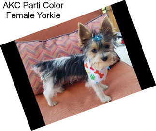 AKC Parti Color Female Yorkie
