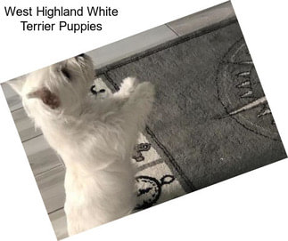 West Highland White Terrier Puppies