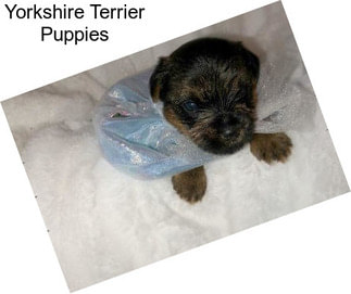 Yorkshire Terrier Puppies