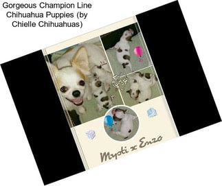 Gorgeous Champion Line Chihuahua Puppies (by Chielle Chihuahuas)