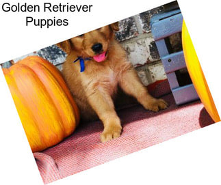 Golden Retriever Puppies