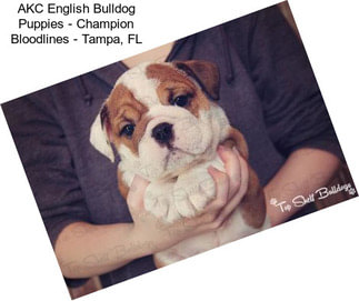 AKC English Bulldog Puppies - Champion Bloodlines - Tampa, FL