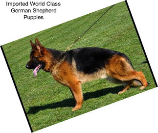 Imported World Class German Shepherd Puppies