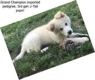 Grand Champion imported pedigree, 3rd gen J-Tail pups!
