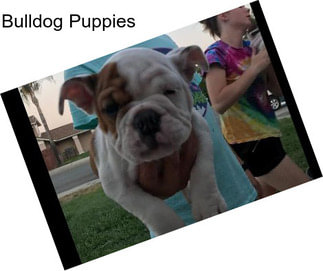 Bulldog Puppies