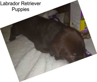 Labrador Retriever Puppies