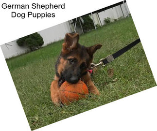 German Shepherd Dog Puppies