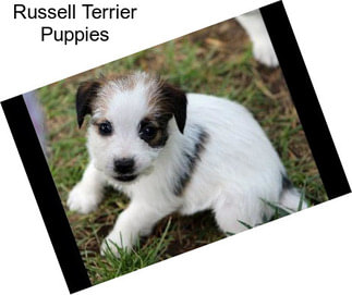 Russell Terrier Puppies