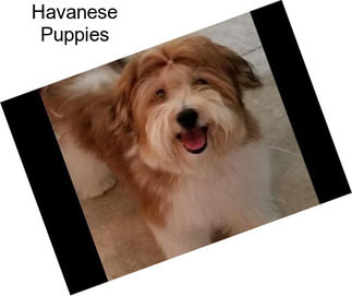 Companion Dogs Havanese For Sale In Michigan Agriseek Com