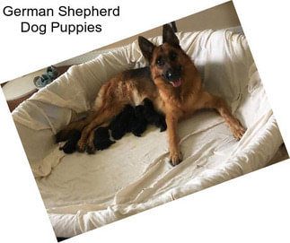 German Shepherd Dog Puppies