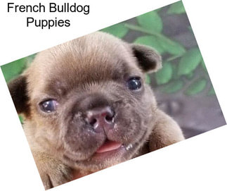 French Bulldog Puppies