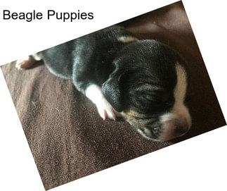 Beagle Puppies