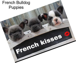 French Bulldog Puppies