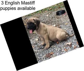 3 English Mastiff puppies available