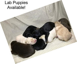 Lab Puppies Available!