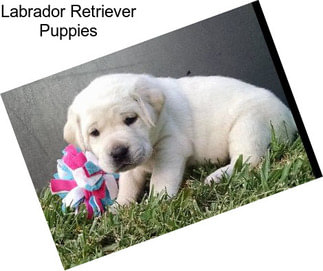 Labrador Retriever Puppies