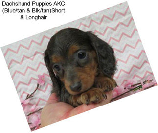 Dachshund Puppies AKC (Blue/tan & Blk/tan)Short & Longhair