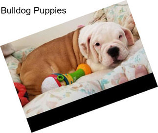 Bulldog Puppies