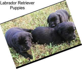 Labrador Retriever Puppies