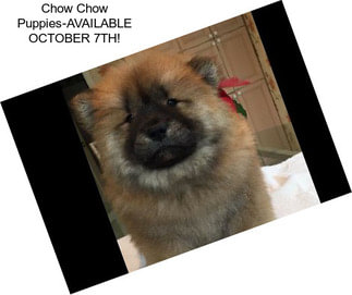 Chow Chow Puppies-AVAILABLE OCTOBER 7TH!